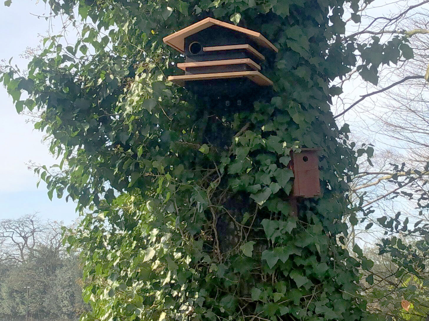 foto van zelfgemaakte eekhoornkast Arvilla door Harm