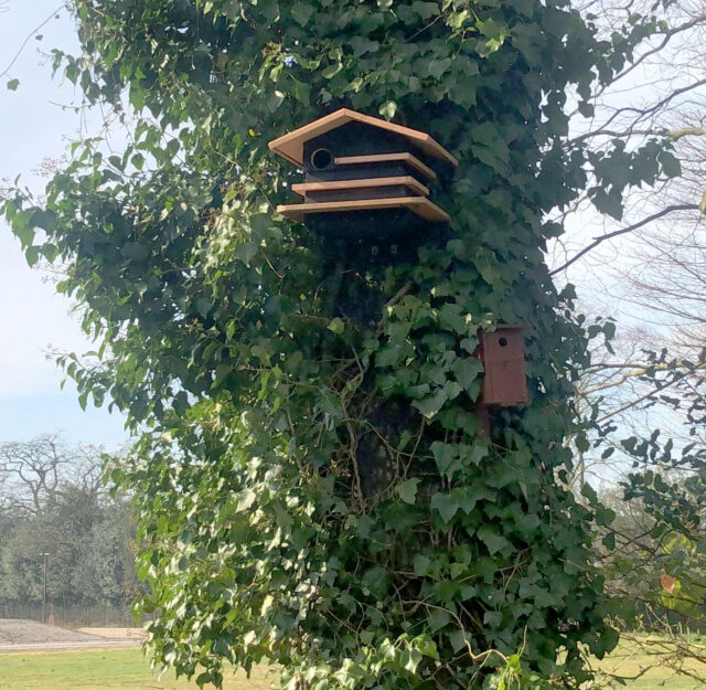 foto van zelfgemaakte eekhoornkast Arvilla door Harm
